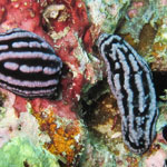 Phyllidiella rosans