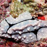 Phyllidiopsis shireenae