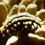 Phyllidia varicosa