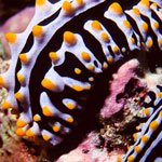 Phyllidia varicosa