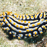 Phyllidia varicosa