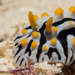 Phyllidia varicosa