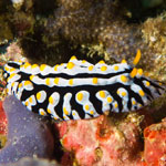 Phyllidia varicosa