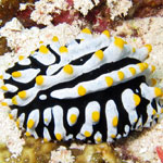 Phyllidia varicosa