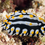 Phyllidia varicosa