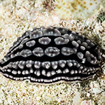Phyllidiella striata