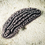 Phyllidiella striata