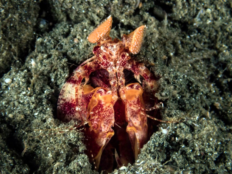 Lysiosquilloides taiwanica