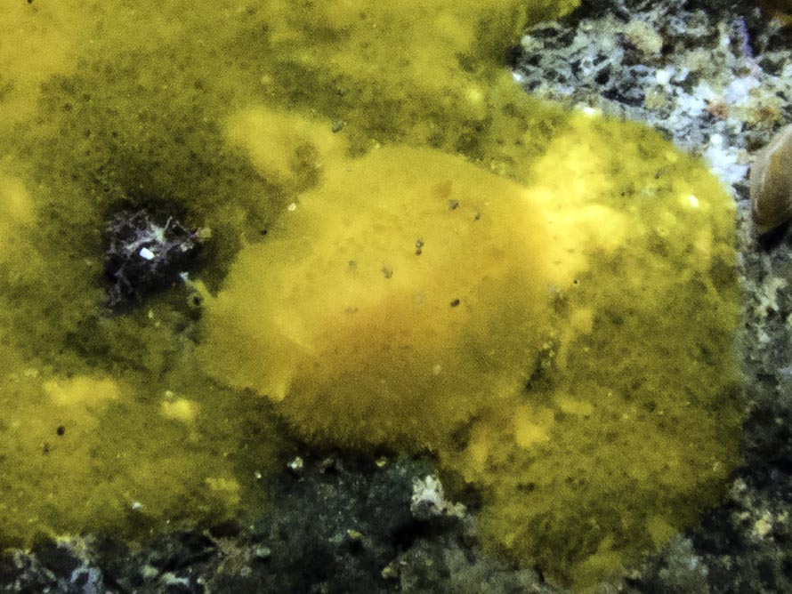 Doriopsis granulosa