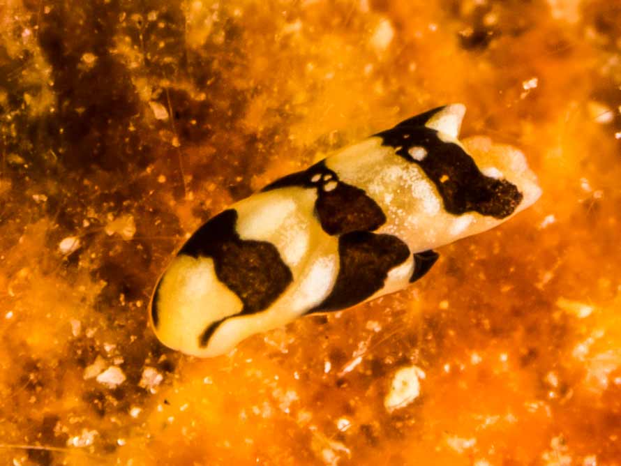 Philine orca