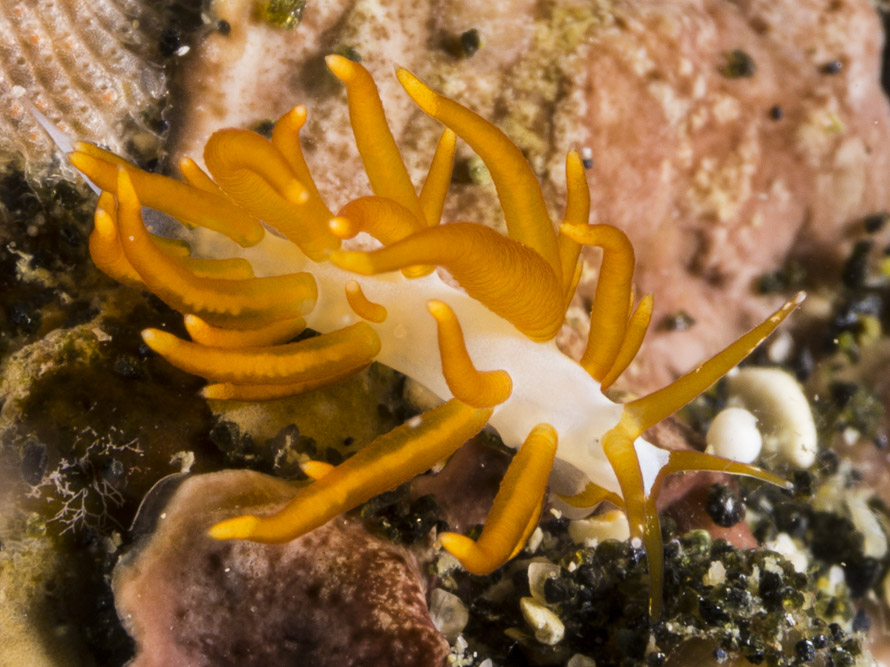 Tenellia acinosa