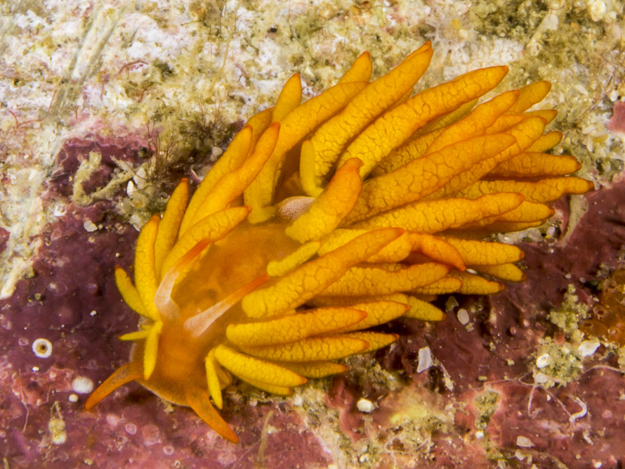 Tenellia melanobrachia