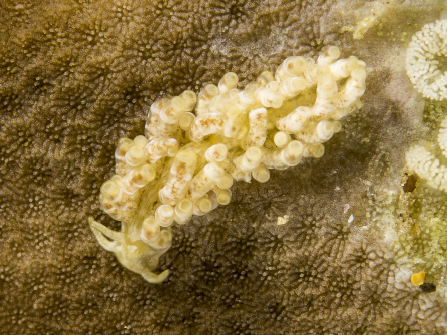 Tenellia minor