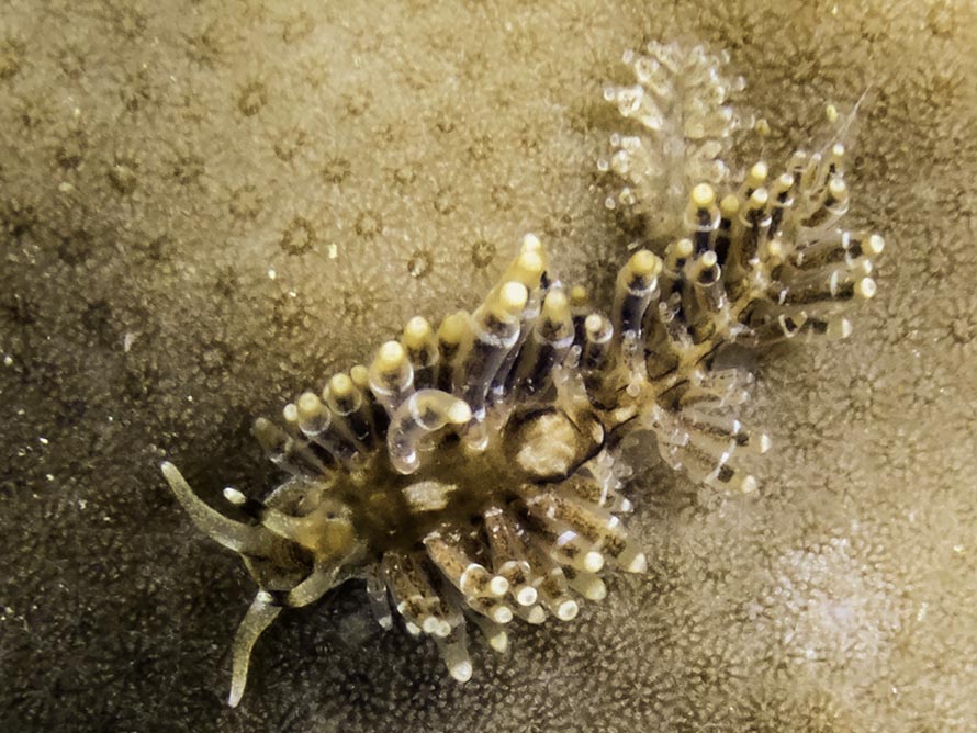 Tenellia poritophages