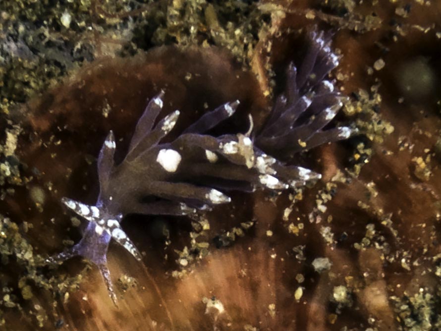 Tenellia sp. 35