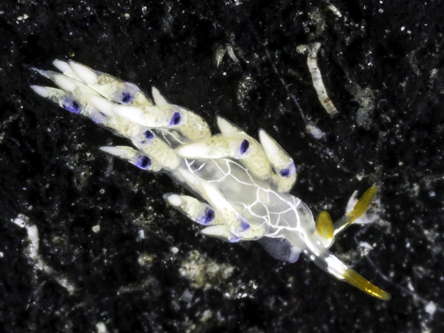 Tenellia sp. 40