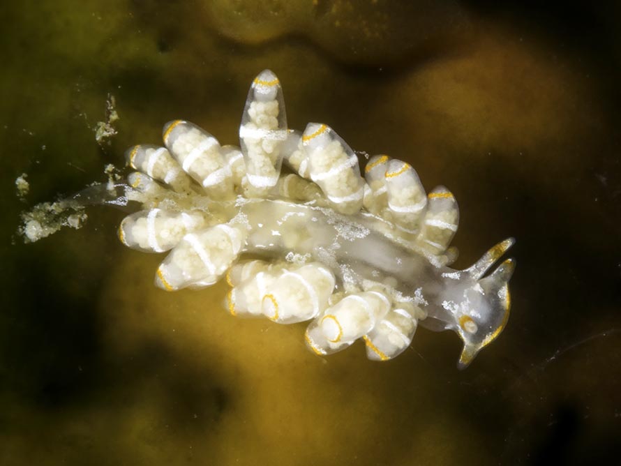 Tenellia sp. 41