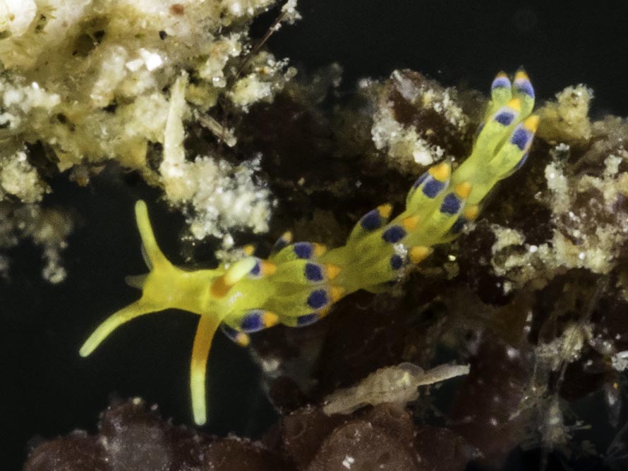 Tenellia sp. 4