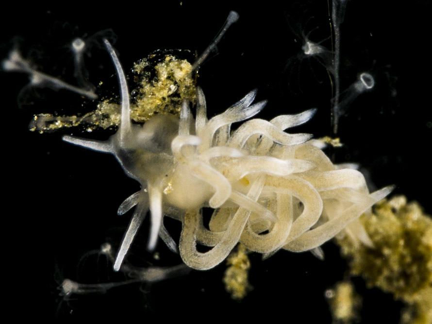Tenellia sp. 64