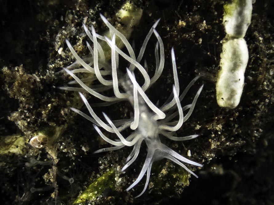 Tenellia sp. 65