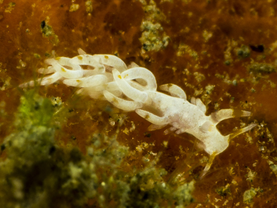Tenellia sp. 69