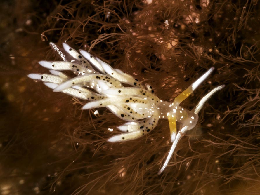 Tenellia sp. 71