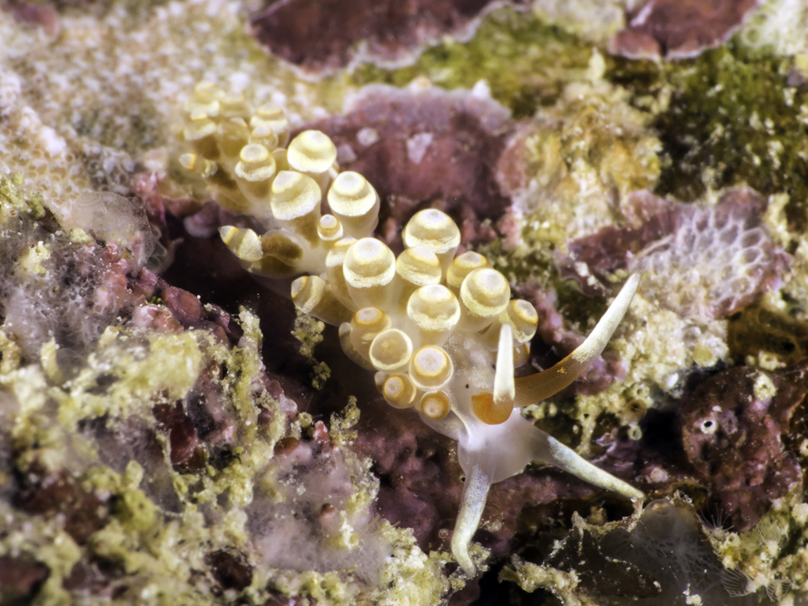 Tenellia sp.1(Catriona)