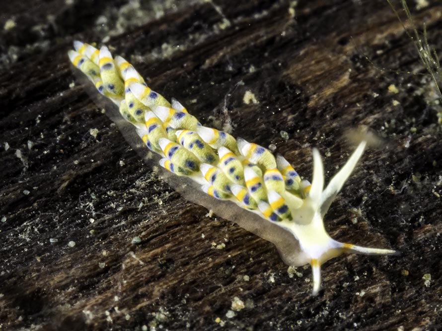 Tenellia sp. 8