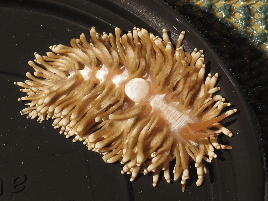 Tenellia goniophaga 