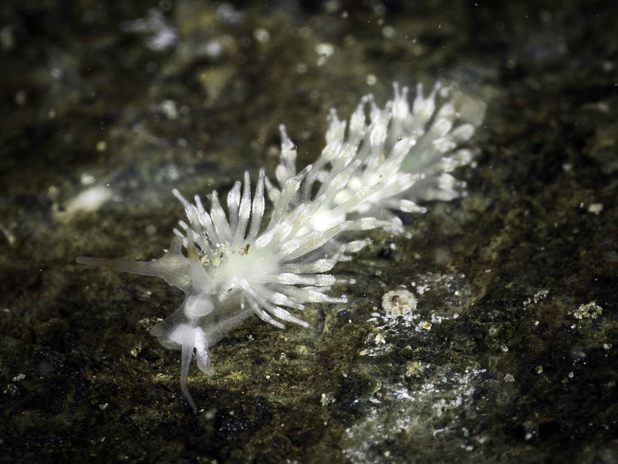 Tenellia sp. N