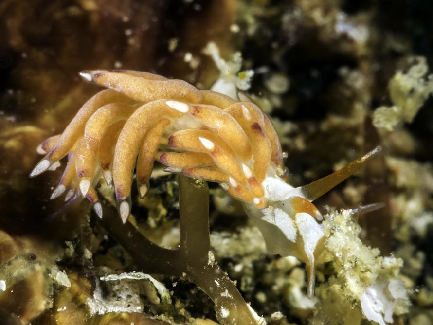 Tenellia sp. X