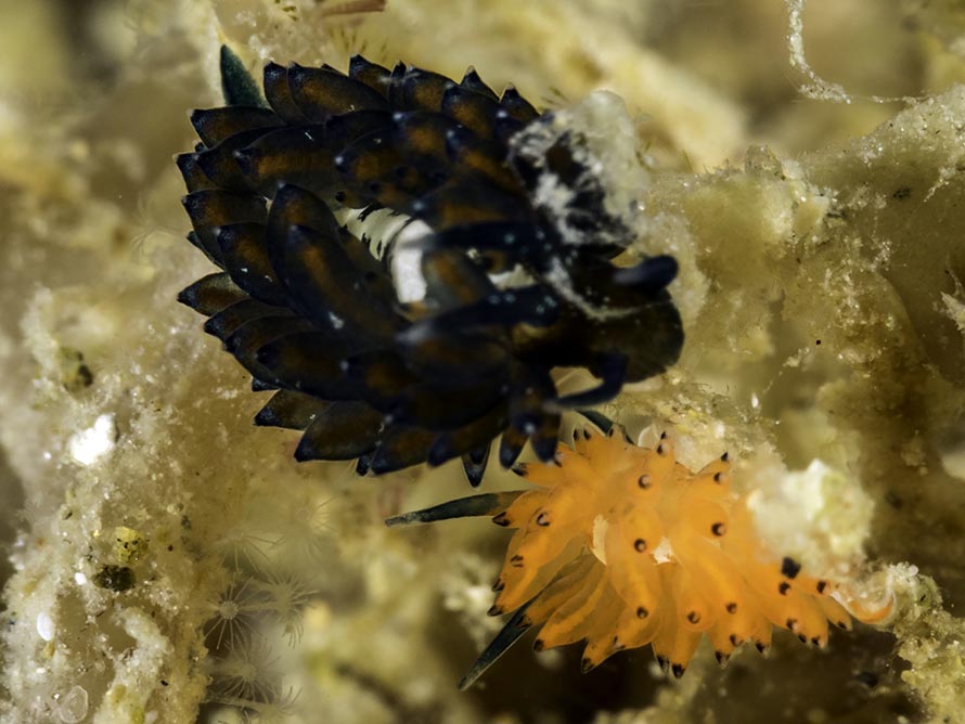Tenellia sp. Y
