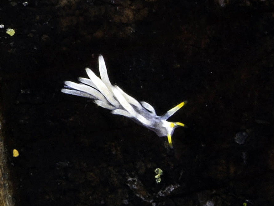 Tenellia sp. ZP