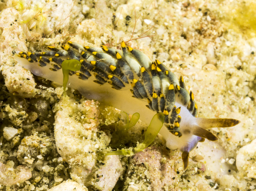 Tenellia yamasui