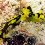 Aegires sp. A