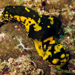 Aegires sp. A