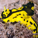 Aegires sp. A