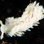 Bulbaeolidia alba