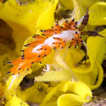 Favorinus tsuruganus
