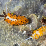 Favorinus tsuruganus