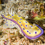 Goniobranchus kuniei