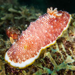 Goniobranchus reticulatus
