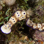 Hypselodoris tryoni