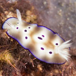 Hypselodoris tryoni