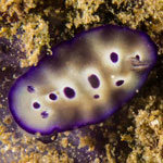 Hypselodoris tryoni