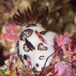Jorunna funebris
