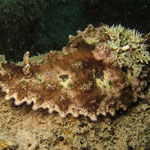 Miamira miamirana