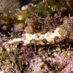 Odontoglaja guamensis