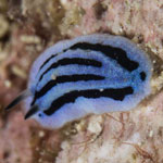 Phyllidiopsis annae
