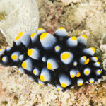 Phyllidia carlsonhoffi
